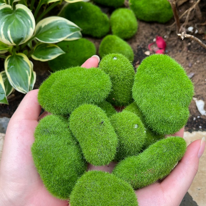 50/5 قطع من أحجار الطحلب الاصط - مراجعة Terrarium Moss Art وسعره