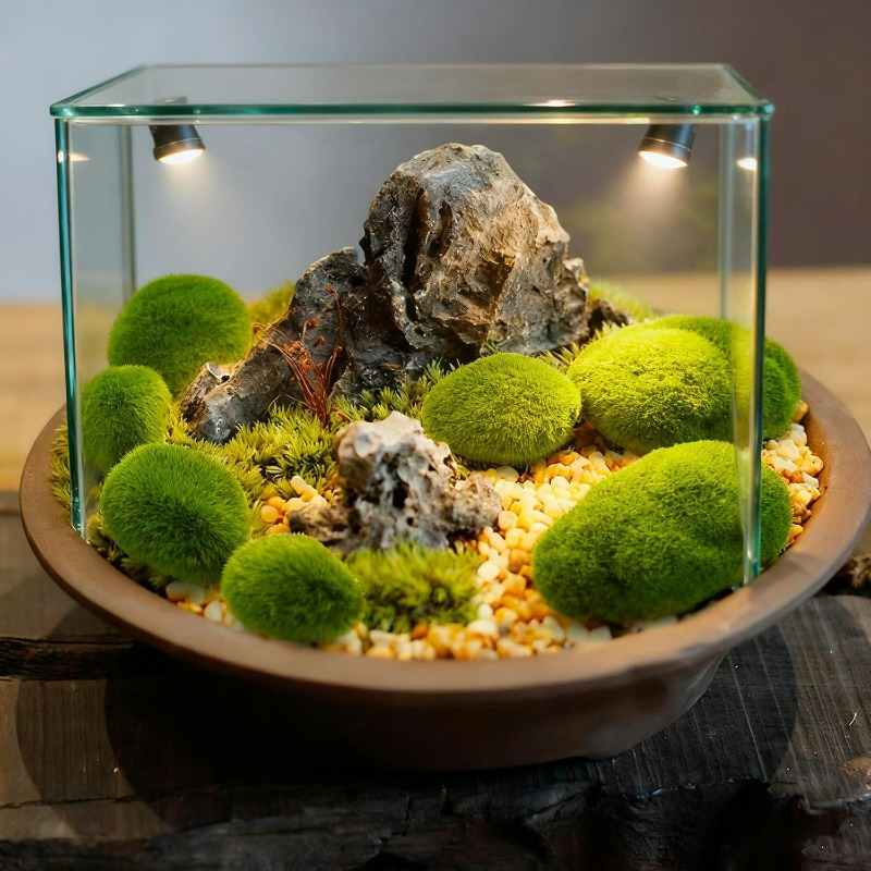 50/5 قطع من أحجار الطحلب الاصط - مراجعة Terrarium Moss Art وسعره